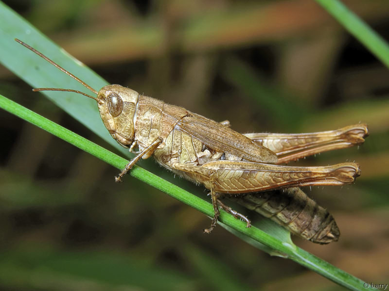 Orthoptera